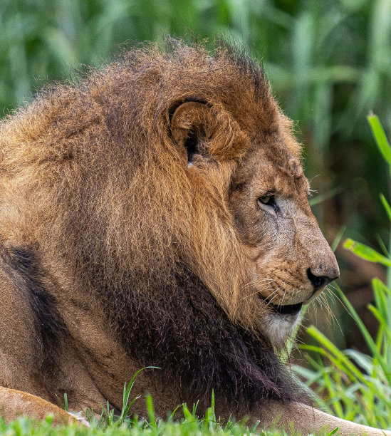 一张狮子的侧面照片图片下载