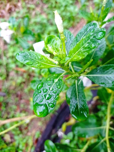 新鲜的雨滴落在绿叶上图片下载
