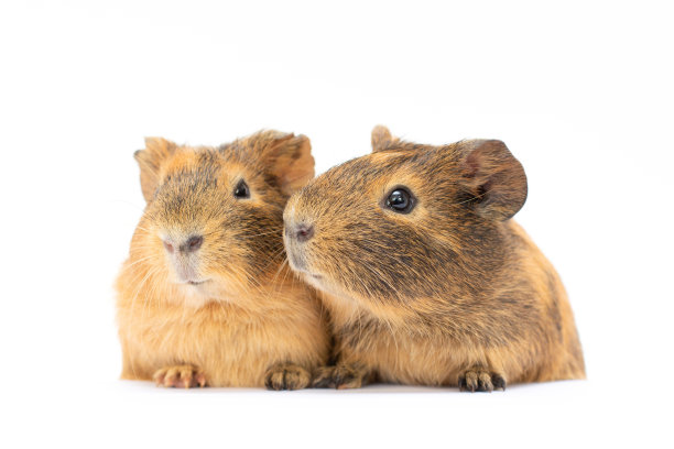 两只豚鼠靠得很近。孤立在白色背景。图片下载