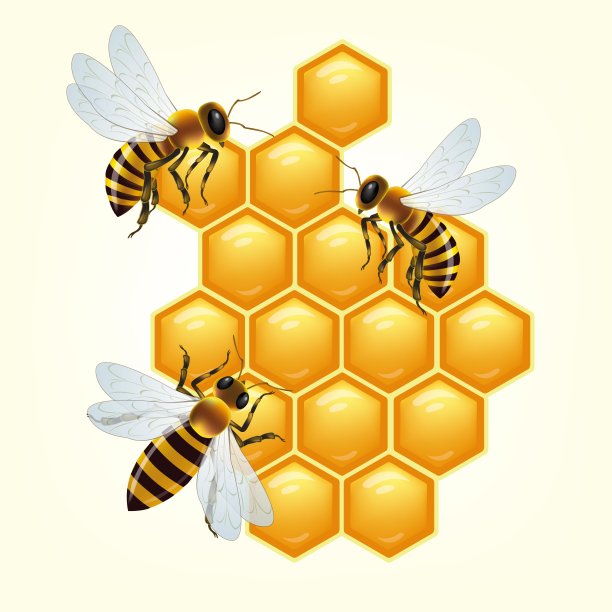 蜜蜂和蜂窝。说明向量图片下载