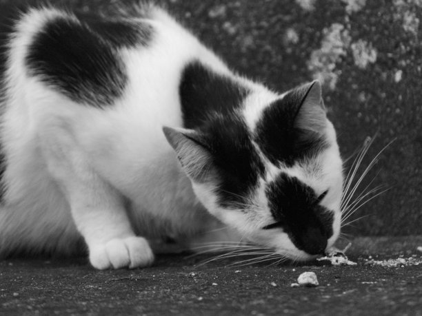 一只虎斑猫，在乡村地板上吞食一只小动物的尸体。图片下载