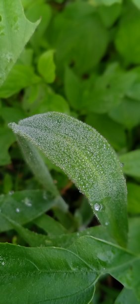 特写镜头图片下载