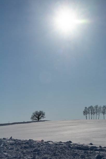 在一个阳光明媚的日子里，小树林矗立在白雪覆盖的小山上图片下载