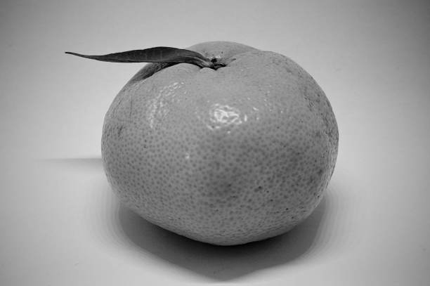 橙色叶子的照片铅笔绘画风格图片下载