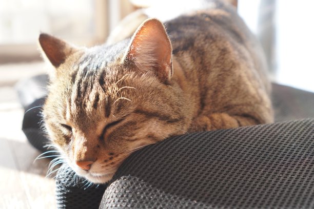 睡觉的猫图片下载