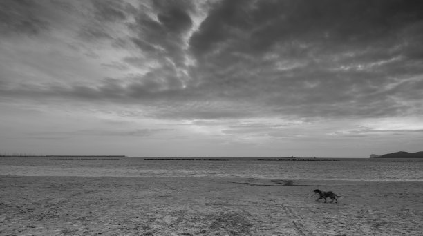 在阿尔盖罗日落时，狗在海滩上散步图片下载