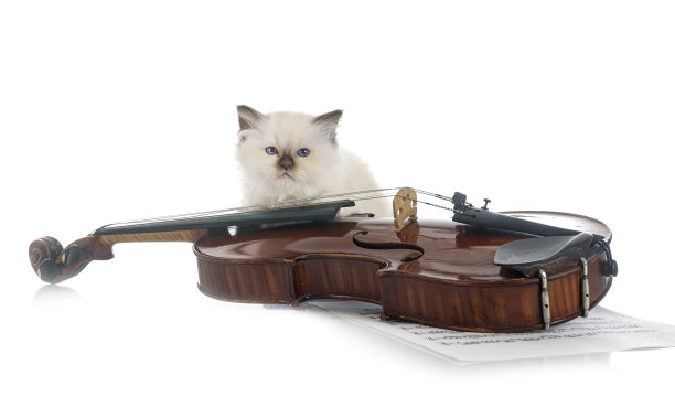 工作室里的伯曼小猫图片下载