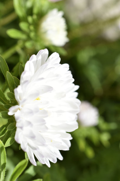 夏日花园中粉红色和白色的紫菀图片下载