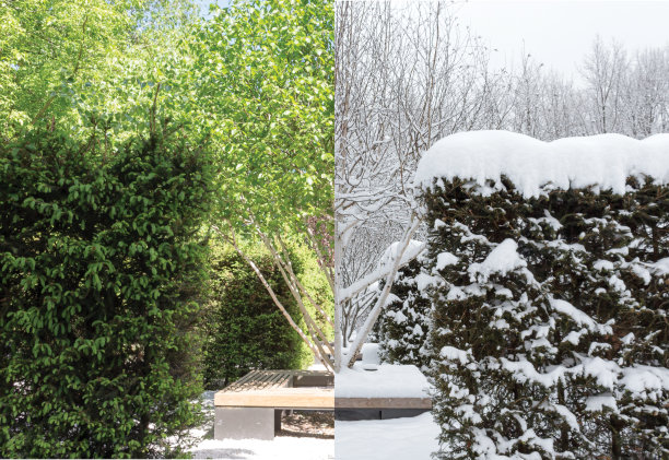 桦树(Jacquemontii Betula)。春冬季拼贴。图片下载