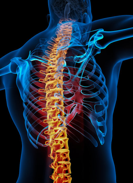人体骨骼系统解剖的骨骼脊柱图片下载
