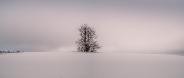 被神秘而阴郁的风景包围着的孤独的树图片下载