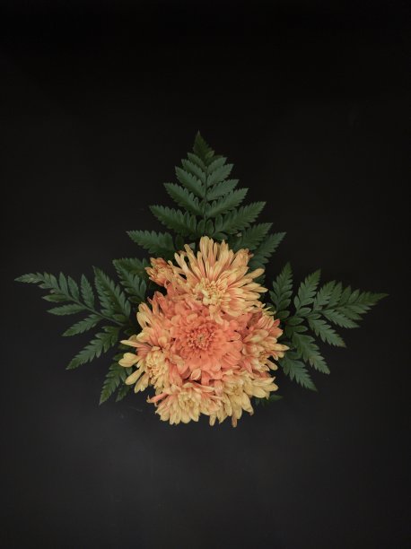 背景上的橙色花朵。图片下载