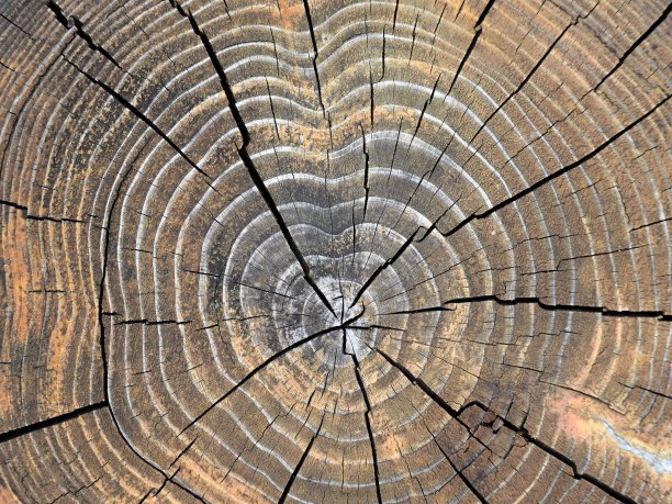 一个旧树干横截面的特写图片下载