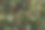 圣诞彩灯和小玩意-玫瑰雾，灰橙，栗色橡木图片下载