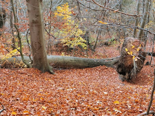 在坏Schwartau森林里的一天图片下载