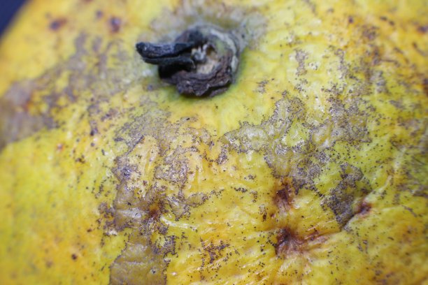 特写或微距照片，印尼当地的橙子有黄色皱纹的皮图片下载