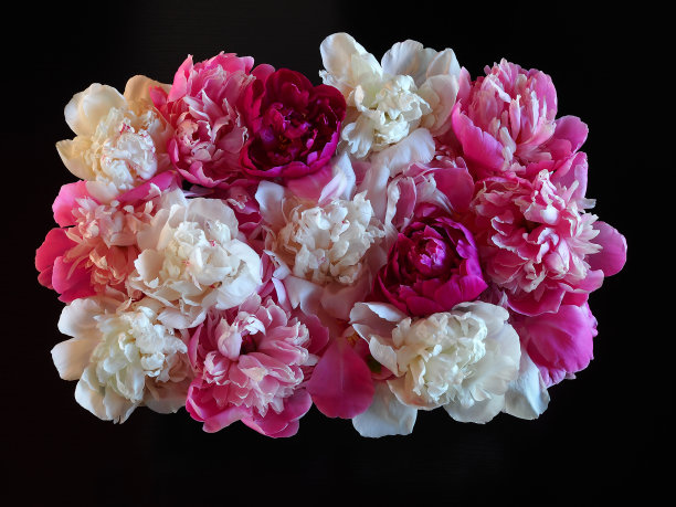 白色，粉红色和栗色牡丹花瓣在黑色的背景上，复制空间。浪漫的花卉图案与盛开的屏幕保护程序，壁纸，卡片设计，封面印刷，艺术品风格图片下载