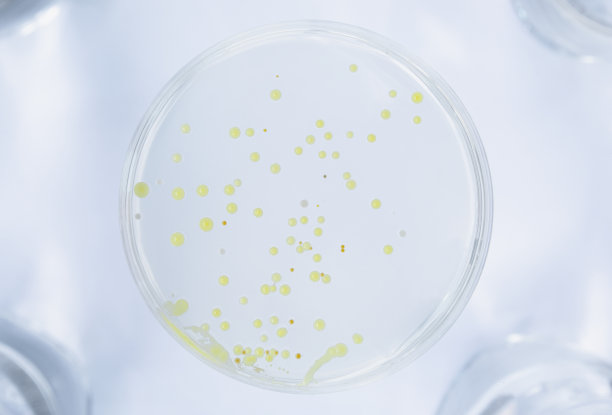 有细菌培养皿或培养基在白色背景上剪下，检测各种细菌、病毒、冠状病毒、冠状病毒、COVID-19、微生物数量。食品科学。图片下载