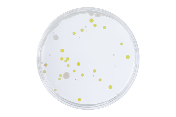 有细菌培养皿或培养基在白色背景上剪下，检测各种细菌、病毒、冠状病毒、冠状病毒、COVID-19、微生物数量。食品科学。图片下载