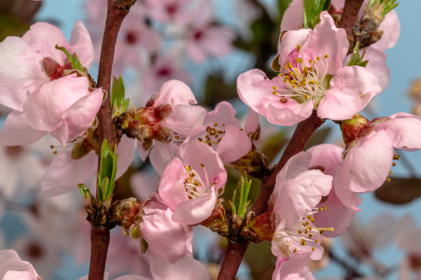 蓝色背景下的桃花盛开照片图片下载