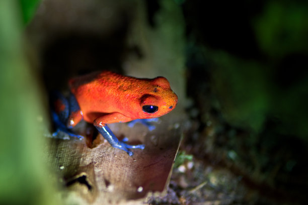 毒镖青蛙-蓝色牛仔裤青蛙-红色和蓝色两栖动物-宏观摄影图片下载