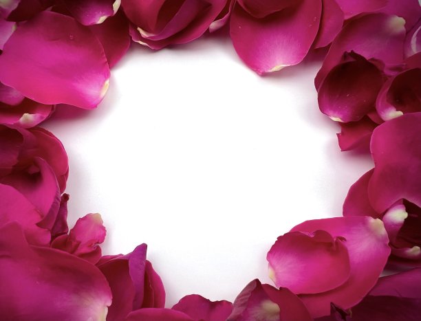 红色的玫瑰花瓣放在白色的背景上，情人节卡片图片下载
