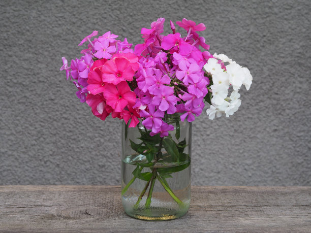 玻璃罐里的一束粉色、紫丁香和白色福禄藤，靠在木架上的灰色混凝土墙上。浪漫的花朵图片与明亮的，多色的夏季花朵图片下载
