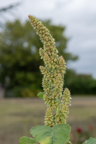 小米的植物图片下载