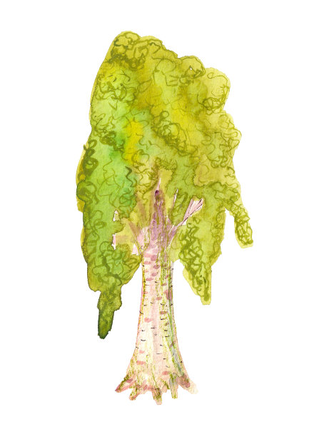 水彩桦树图片下载