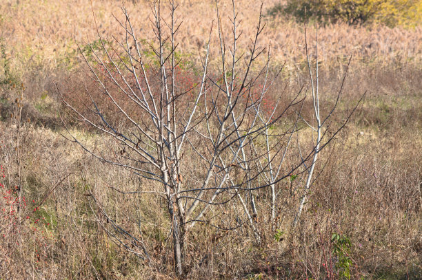 秋天的小树没有叶子特写视图与选择性聚焦前景图片下载