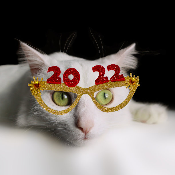 黑底白猫。猫戴新年眼镜2022。图片下载