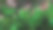 紫色风铃草植物3D渲染图片下载