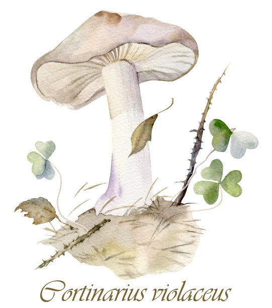 森林水彩构图与紫杉木图片下载