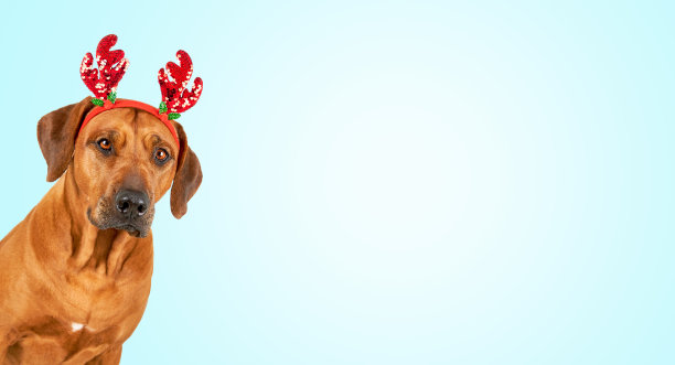 圣诞快乐旗帜罗得西亚脊背狗红色驯鹿鹿角蓝色背景图片下载