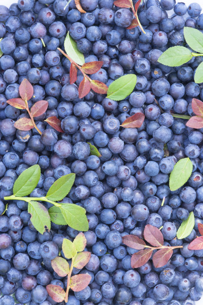 在森林里和飞机上的野生蓝莓的浆果和叶子图片下载