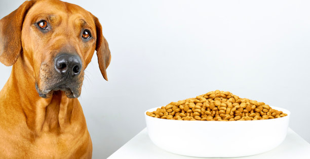 狗粮特写:狗靠近装满狗粮的碗图片下载