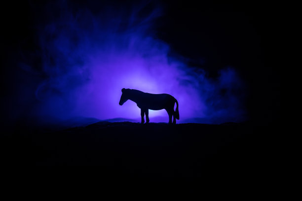 美丽的马在沙漠的夜晚奔跑。一个微型马的剪影站在雾蒙蒙的夜晚。创造性的桌子装饰与彩色背光与雾。有选择性的重点图片下载