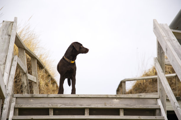冬天带着小狗散步图片下载
