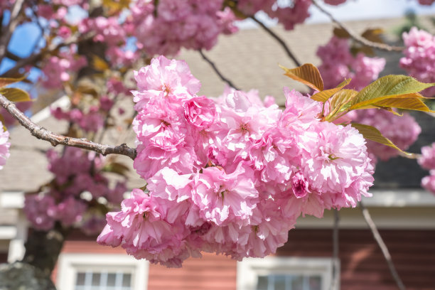 明亮的阳光下有粉红色的樱花蓓蕾图片下载
