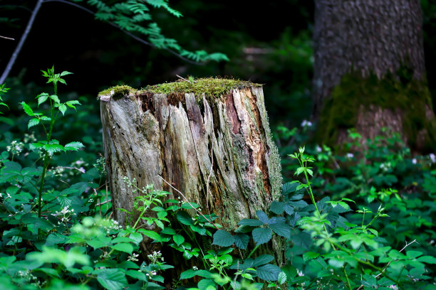 砍树后的树桩。树桩在森林的生态中起着重要的作用，例如，再生图片下载
