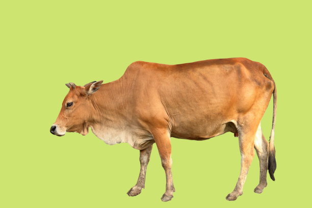 红棕色泰国牛孤立在绿色背景上图片下载