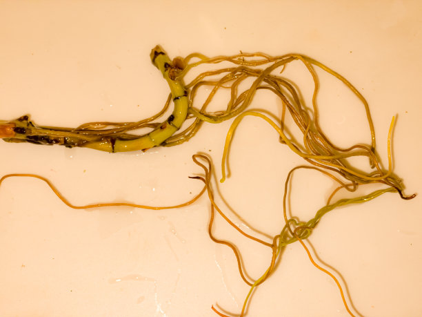 宏观植物根系图片下载