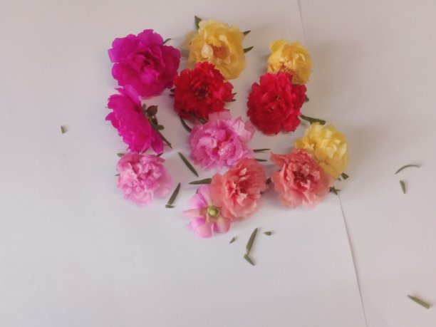 青苔玫瑰，青苔玫瑰，太阳植物，日本玫瑰特写图片下载