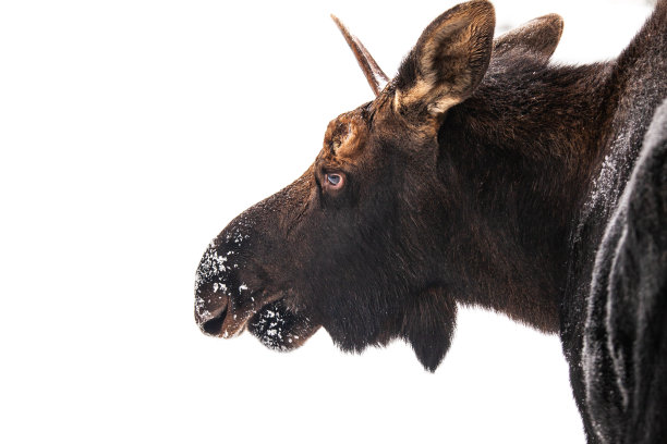 麋鹿的脸# 2图片下载