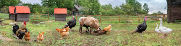 乡下的风景，鹅，鸡，火鸡在吃草，羊在家禽院子里的绿色草地上。农村有机自然动物农场。全景,横幅图片下载