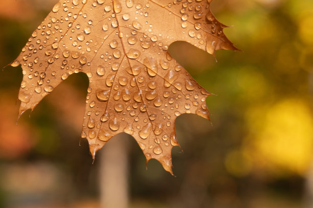 黄色的橡树叶带着雨滴落下。宏。图片下载
