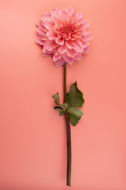 粉红色，黄色和白色新鲜的大丽花在粉红色背景的微雕照片。图片在颜色上强调了光线的不同颜色和黄白色的突出。母亲一天的背景。图片下载