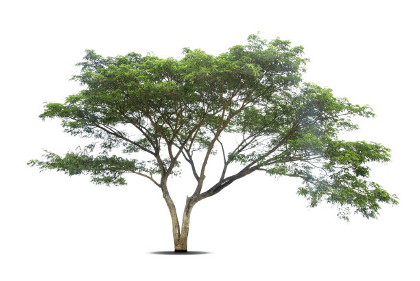 白孤树图片下载