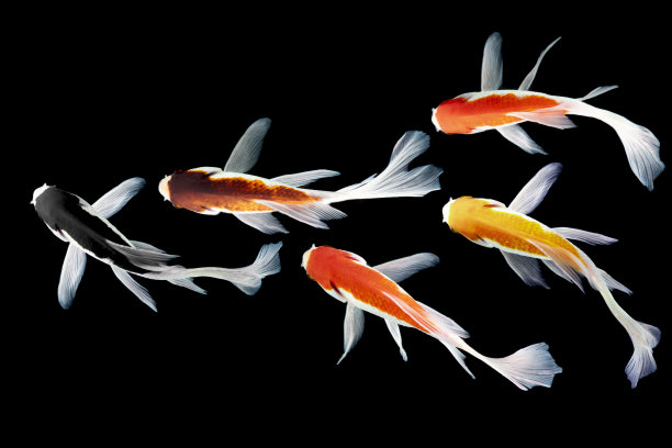 俯视图锦鲤图片下载