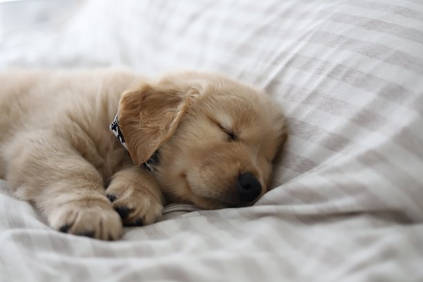 金毛猎犬小狗图片下载